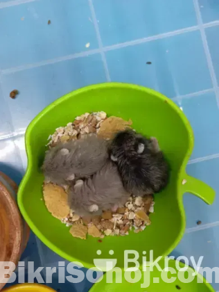 Hamster (হ্যামস্টার)